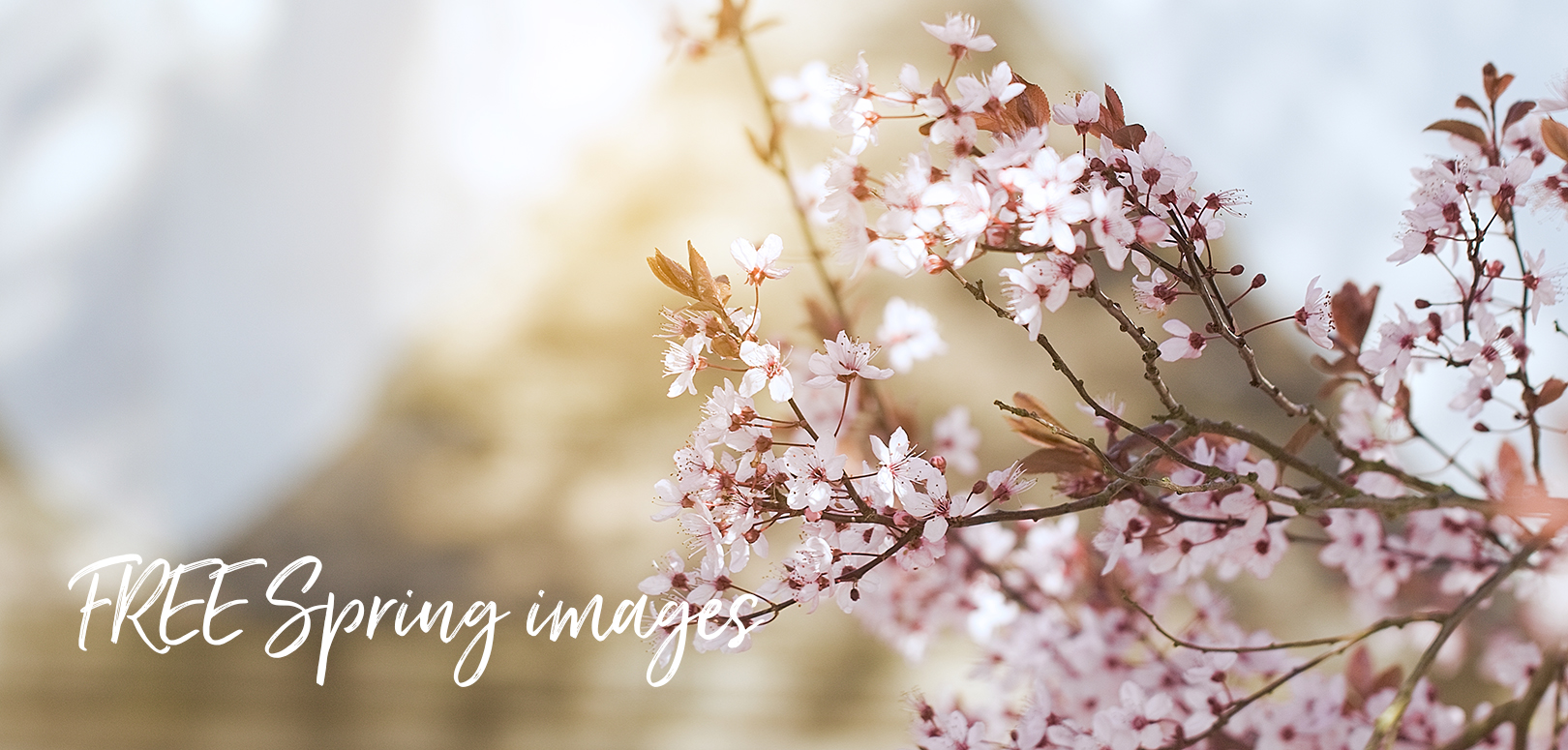 FREE Spring images