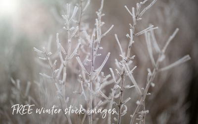 FREE Winter stock images